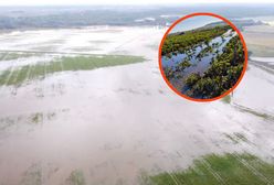 Rolnicy przegrywają z powodzią. "Jest bagno, rośliny gniją"