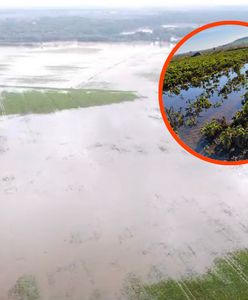 Rolnicy przegrywają z powodzią. "Jest bagno, rośliny gniją"