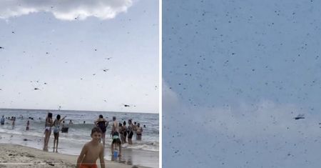 Inwazja owadów. Poruszenie na plaży w USA
