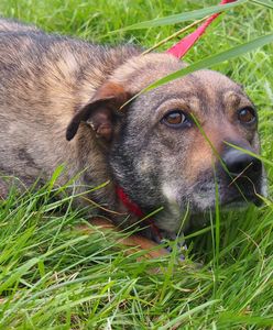 Wrocław. Wycieńczone psy w zamkniętym mieszkaniu. Interweniowali sąsiedzi