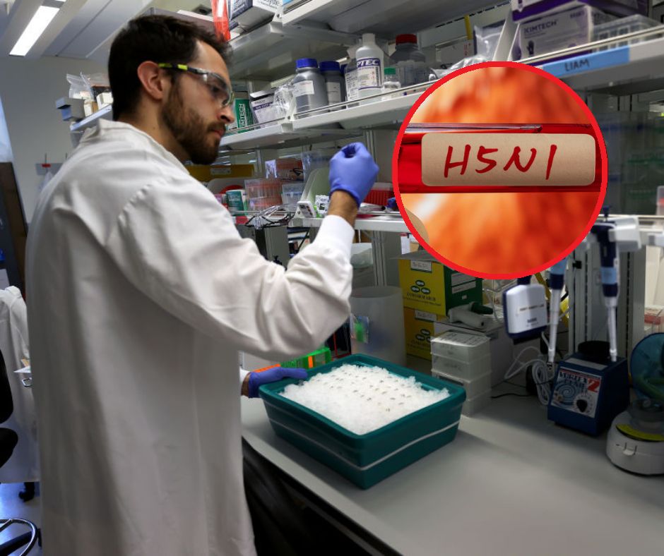 Niedawno wojewoda dolnośląski wydał specjalne rozporządzenie w związku z wykryciem wysoce zjadliwego wirusa H5N1 u łabędzi w miejscowościach Wilczyce i Pruszowice