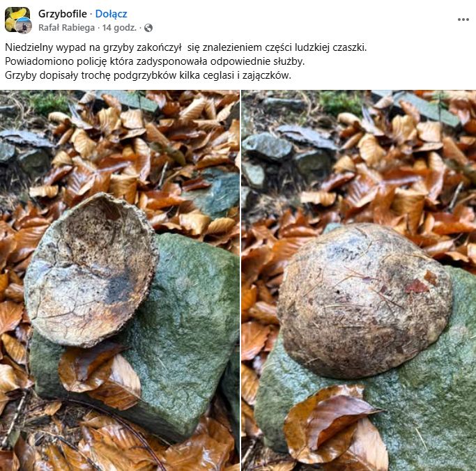 Nietypowe znalezisko w lesie.