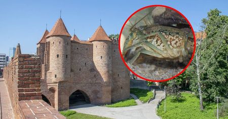 Wypuścił zwierzę do stawu. Mieszkańcy walczą z inwazją