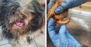 Kalisz: skrajnie zaniedbana suczka shih-tzu odebrana właścicielce. Kobieta była ''bardzo zdziwiona''