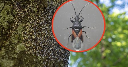 Idą w stronę domów. Te owady są u nas od niedawna, pojawiają się jesienią