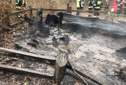 Brodnica. Ktoś podpalił znany dąb, jest nagroda za pomoc w ujęciu sprawcy