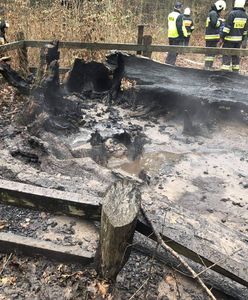 Brodnica. Ktoś podpalił znany dąb, jest nagroda za pomoc w ujęciu sprawcy