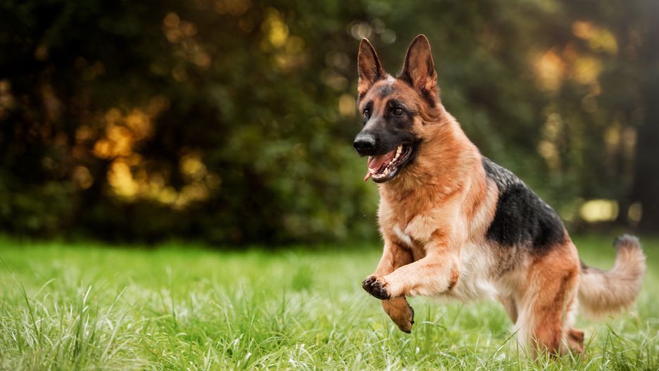 autumn, summer, running shoes, running, sport, fast, happy, bright, german, shepherd, dog, outside, animal, pet, nature, background, action, fur, canine, breed, sheepdog, cute, fun, portrait, brown, purebred, active, domestic, friend, head, female, young, pedigree, beautiful, outdoors, show, health, mammal, friendly, energy, field, work