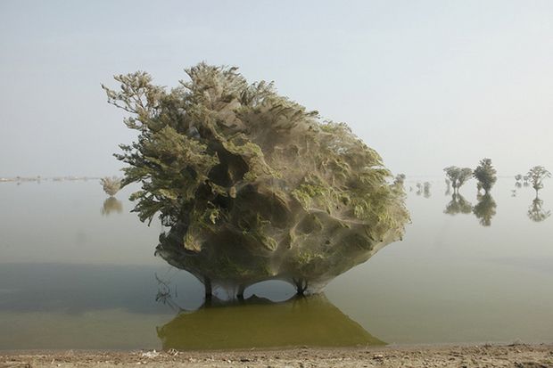Drzewa w Pakistanie