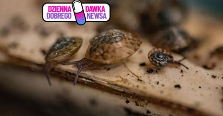 Uznali go za wymarłego. Wrócił do natury. Naukowcy dokonali niemożliwego