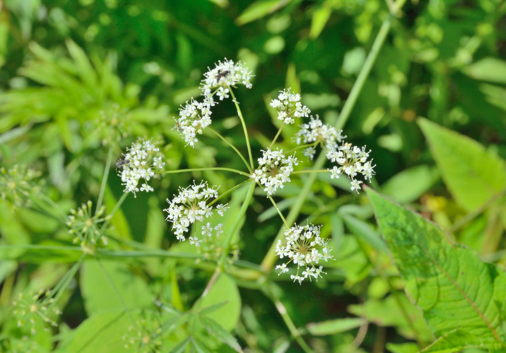 Szalej jadowity wyglądem przypomina pietruszkę