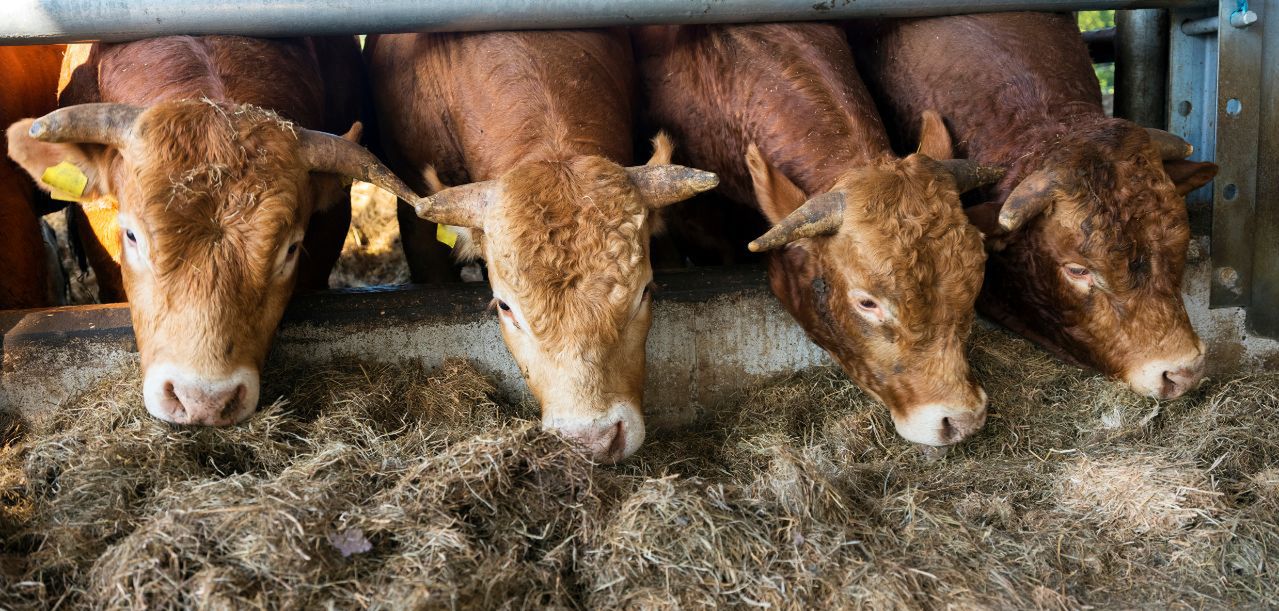 Ceny skupu bydła mięsnego niższe niż latem. Czy będzie odbicie?