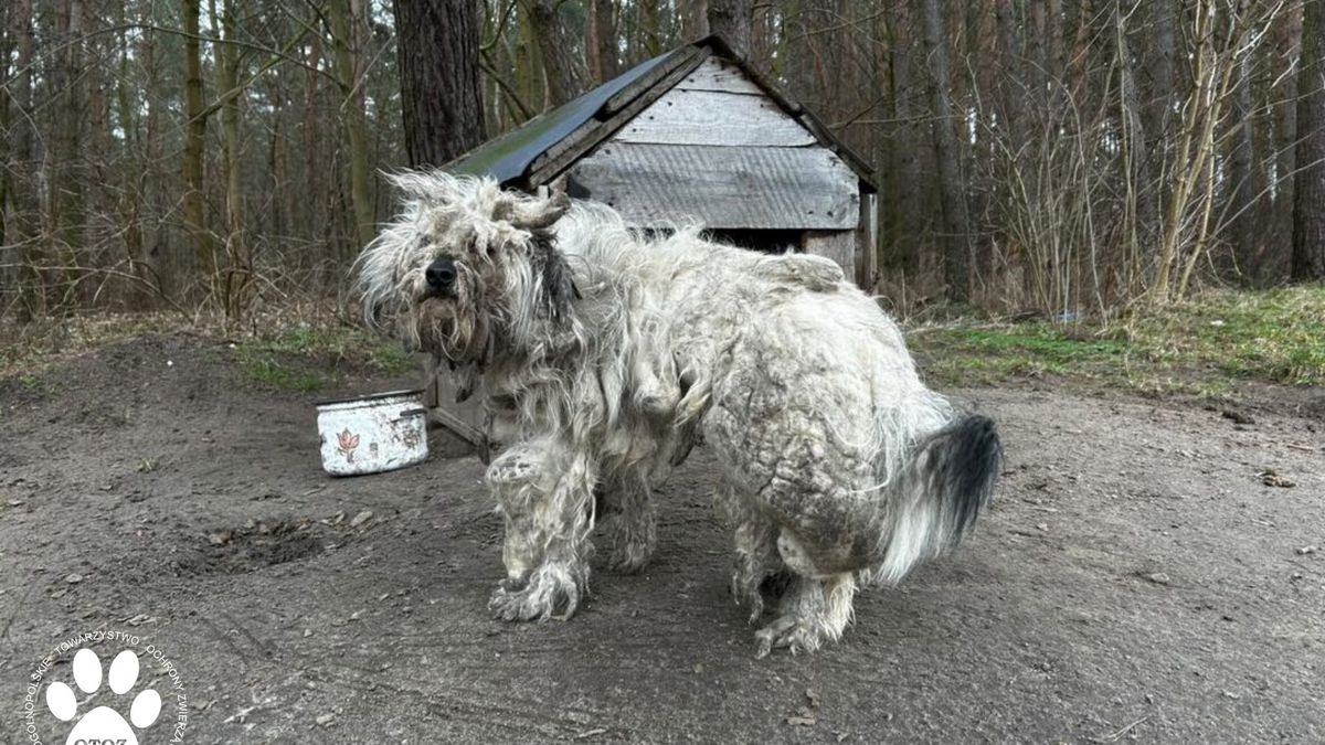 do takiego stanu psa doprowadził jego właściciel