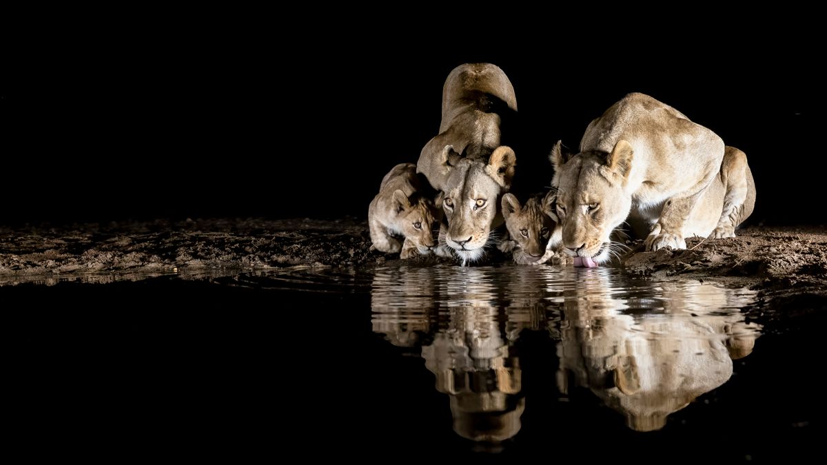 Wyjątkowe zdjęcia lwów. Fotograf zrobił je dzięki specjalnej kryjówce 1