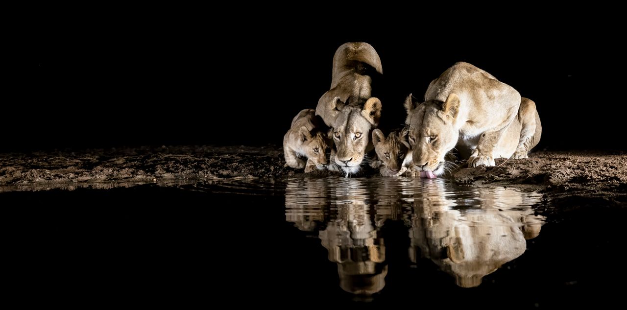 Wyjątkowe zdjęcia lwów. Fotograf zrobił je dzięki specjalnej kryjówce