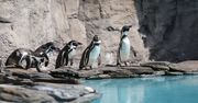 Zoo w Chorzowie. Pingwiny wróciły na wybieg zewnętrzny