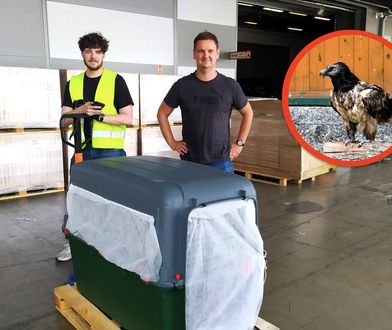 Orłosęp z Poznania odzyskał formę i wrócił do domu