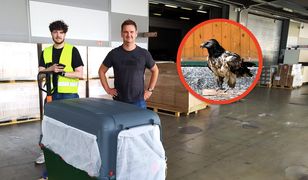 Orłosęp z Poznania odzyskał formę i wrócił do domu