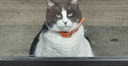 "Stały klient". Kot Oreo robi furorę w sieci