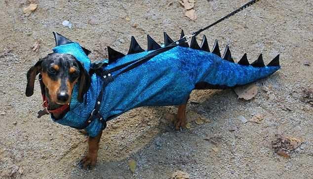 15 najciekawszych psich przebrań na Halloween 10