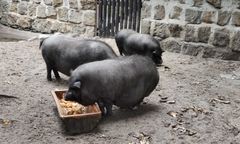 Horror w Hongkongu. Świnia przebudziła się i runęła na rzeźnika