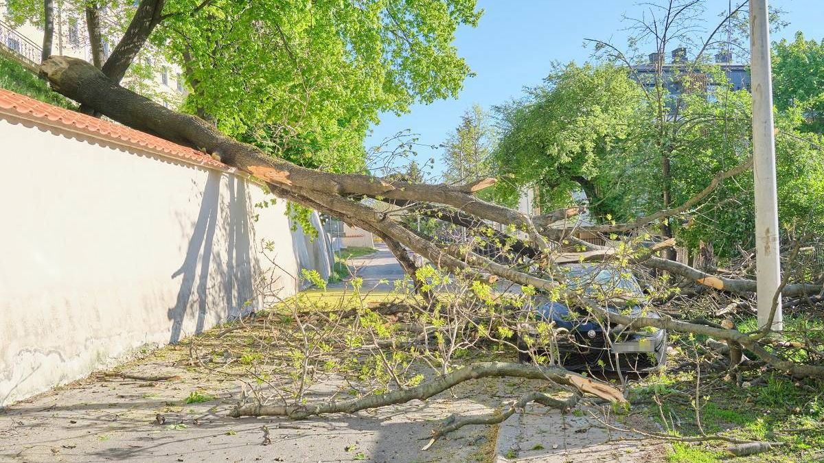 Powalone drzewo spadło na samochód na ul. Misjonarskiej