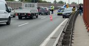 Warszawa: Auta zderzyły się ze stadem dzików. Dwa nie przeżyły