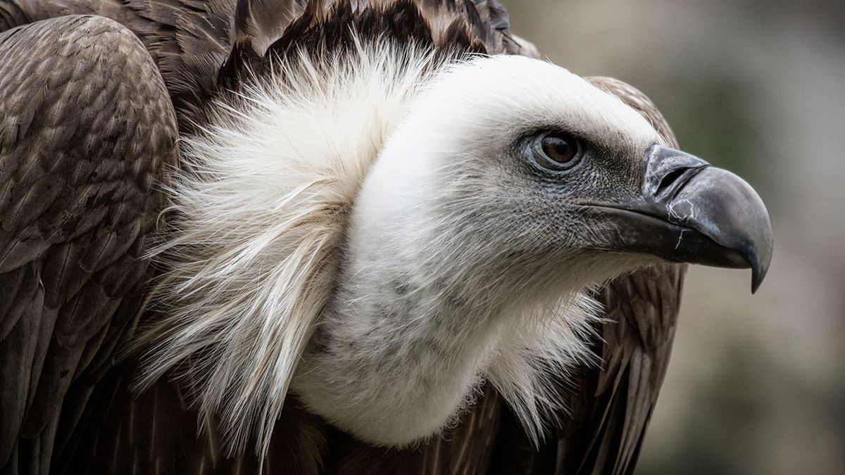 Zdaniem badaczy, angielskie nazwy niektórych ptaków mogą być szkodliwe 