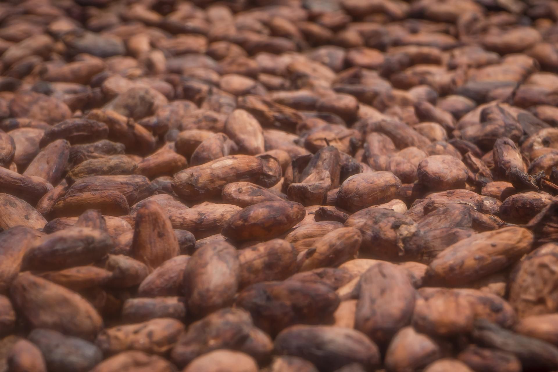 Ziarna kakaowca są bardzo korzystne dla zdrowia