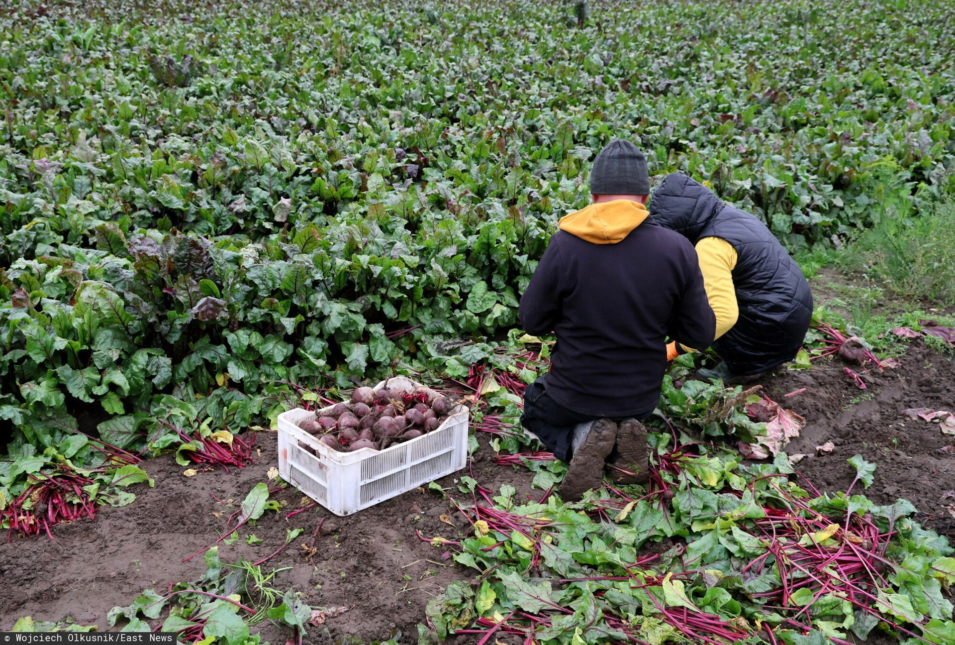 Rolnicy narzekają. Ludzie nie chcą pracować za ich niskie stawki