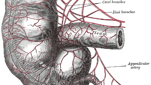 10 niezwykłych części naszego ciała, które uwielbiał Darwin 1