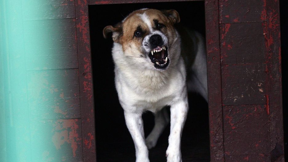 W pierwszym półroczu 2025 roku trzeba było zaszczepić 5089 osób narażonych na wściekliznę.