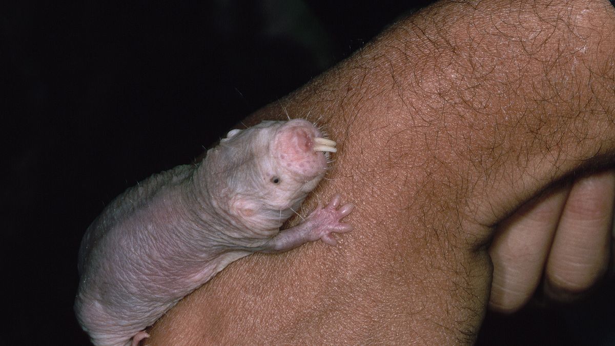 Naukowcy  szukają przepisu na długowieczność. Mogą nam pomóc te gryzonie