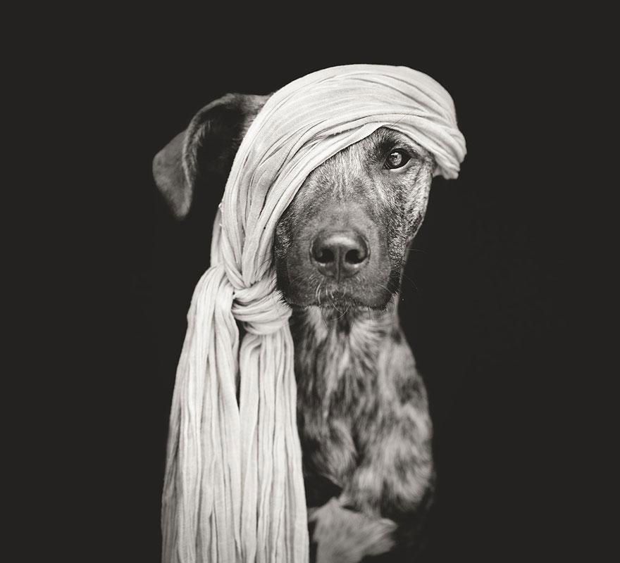 Pełne ekspresji portrety psów Elke Vogelsang 11