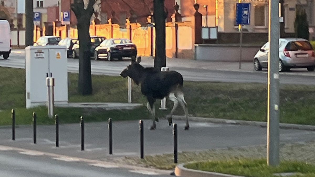 Łosie wzbudzały zainteresowanie przechodniów i kierowców 