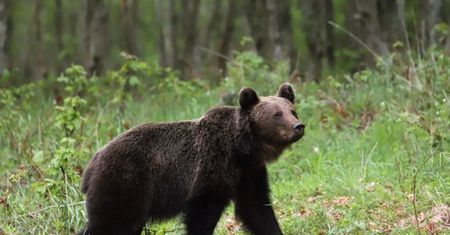Niedźwiedź zaatakował mężczyznę na Podkarpaciu. Leśnicy apelują
