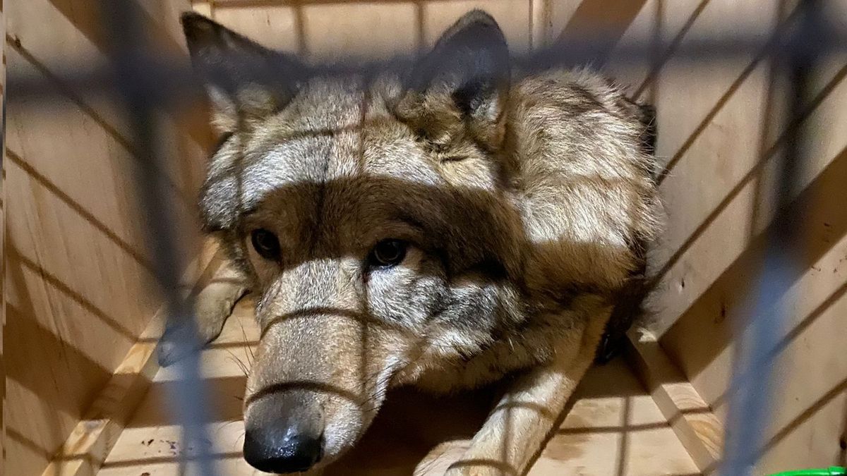 Udaremniono przemyt trzech wilków