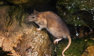 Posadź wzdłuż ogrodu. Szczury nawet się nie zbliżą