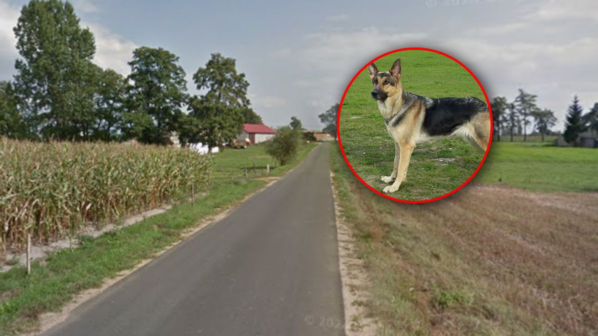 W Karnicach psy mogły zagryźć mężczyznę.