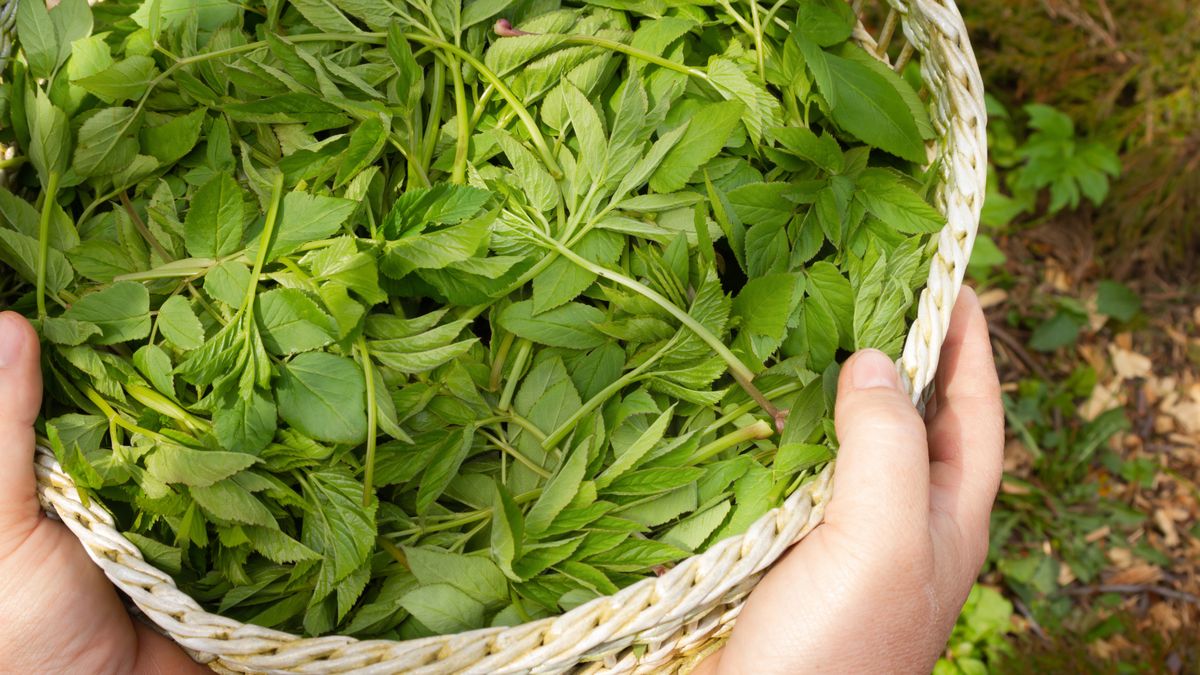 Podagrycznik pospolity dla jednych chwast, dla innych przyprawa