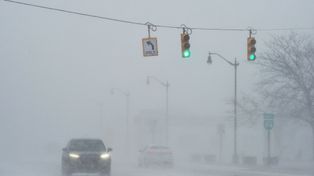Zima paraliżuje USA. Na Florydzie zamarzły legwany