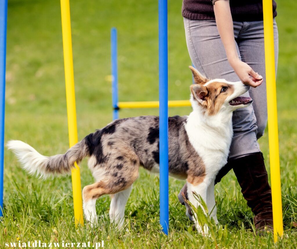 agility sport, aktywność dla psów