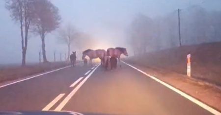 Policjanci otrzymali nietypowe zgłoszenie. Pokazali nagranie
