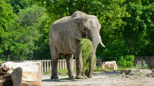 Borysew: Zbiórka orzechów i żołędzi. Zoo Borysew zachęca