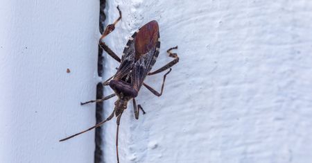 Dotarły do Polski. Zachowaj ostrożność, gdy wejdą do domu