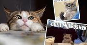 Najśmieszniejsze memy na Dzień Kota. Rozbawią cię do łez