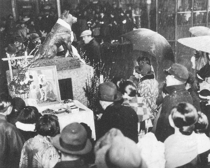Rzadkie zdjęcia psa Hachiko, który czekał na swojego pana aż do śmierci 12