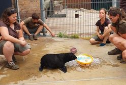 Wrocław. Młody kotik ma już imię. To najmłodszy mieszkaniec ZOO