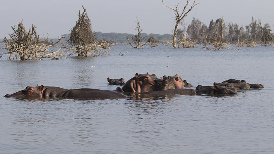 Hipopotamy w jeziorze Naivasha w Kenii