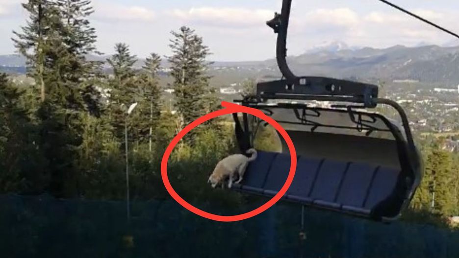 Dramatyczne sceny na Szymoszkowej. Pies wyskoczył z wyciągu krzesełkowego